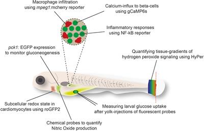 Nano-Sampling and Reporter Tools to Study Metabolic Regulation in Zebrafish